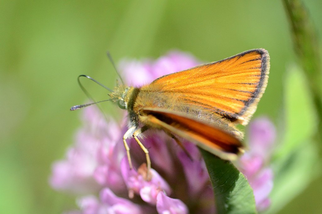 069 2012-06164125 Wachusett Meadow, MA.JPG - European Skipper Butterfly (Thymelicus lineola). Wachusett Meadow Wildlife Sanctuary, Princeton, MA, 6-16-2012